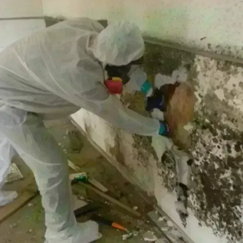 Mold Remediation and Removal in Sierra County, NM